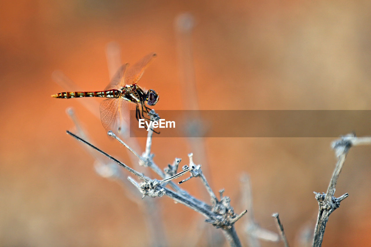 Colorful dragon fly in the desert of arizona