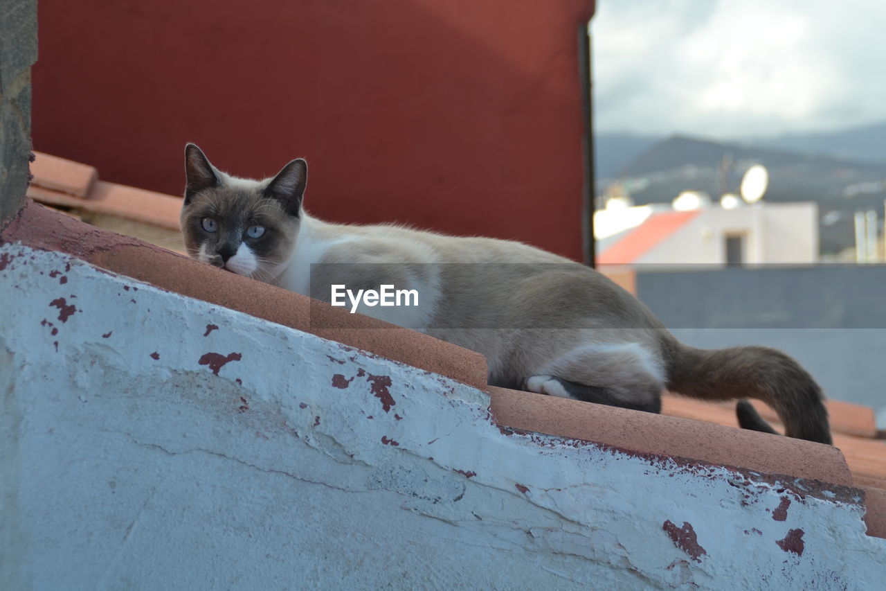 PORTRAIT OF CAT LYING DOWN ON FLOOR