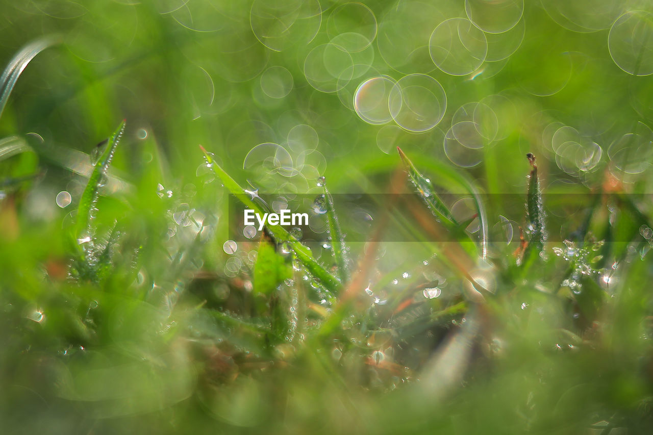 Full frame shot of wet grassy field