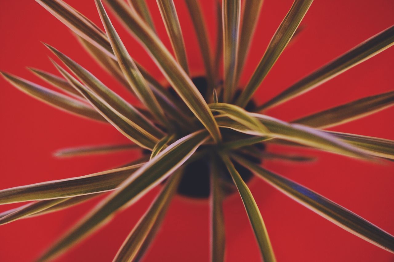 Directly above shot of potted plant over red background