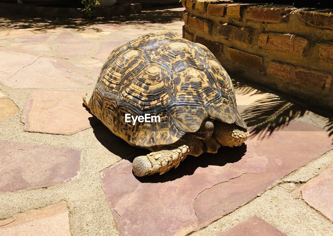 High angle view of a turtle in the garden