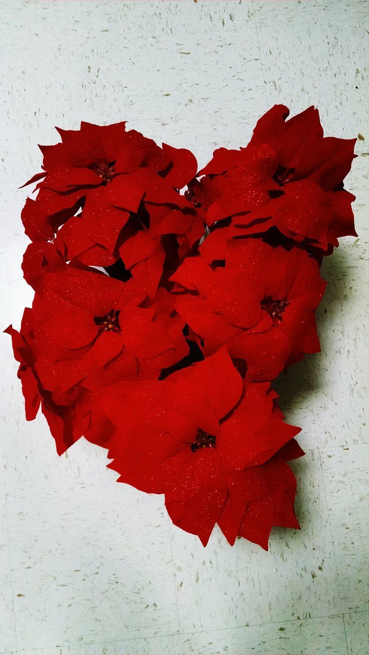 CLOSE-UP OF RED FLOWERS