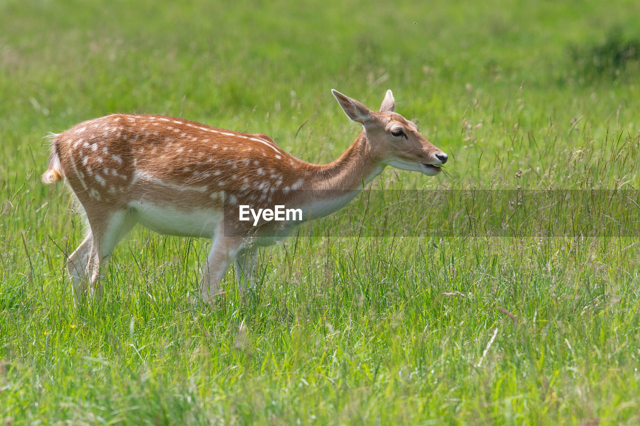 Portrait of a female fallow deer standing in a meadow