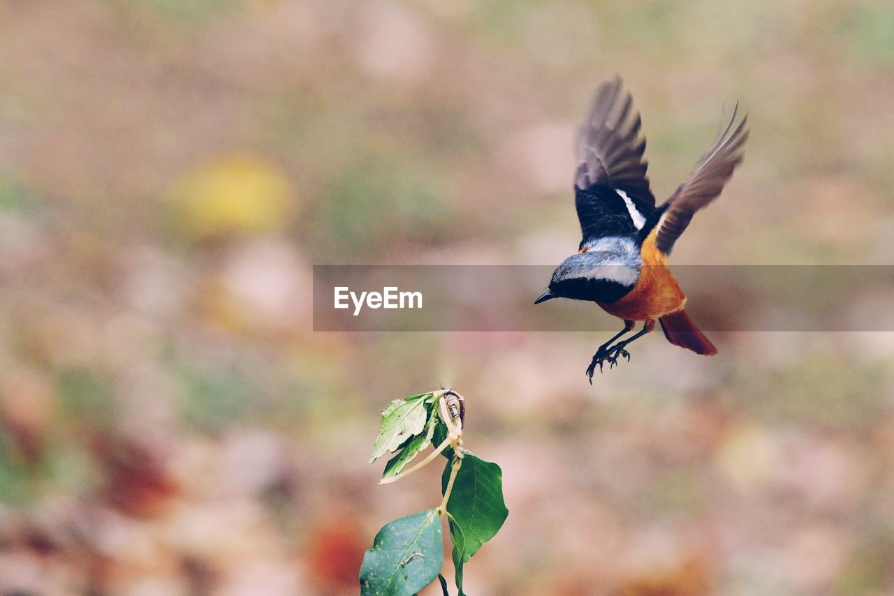 Close-up of a bird