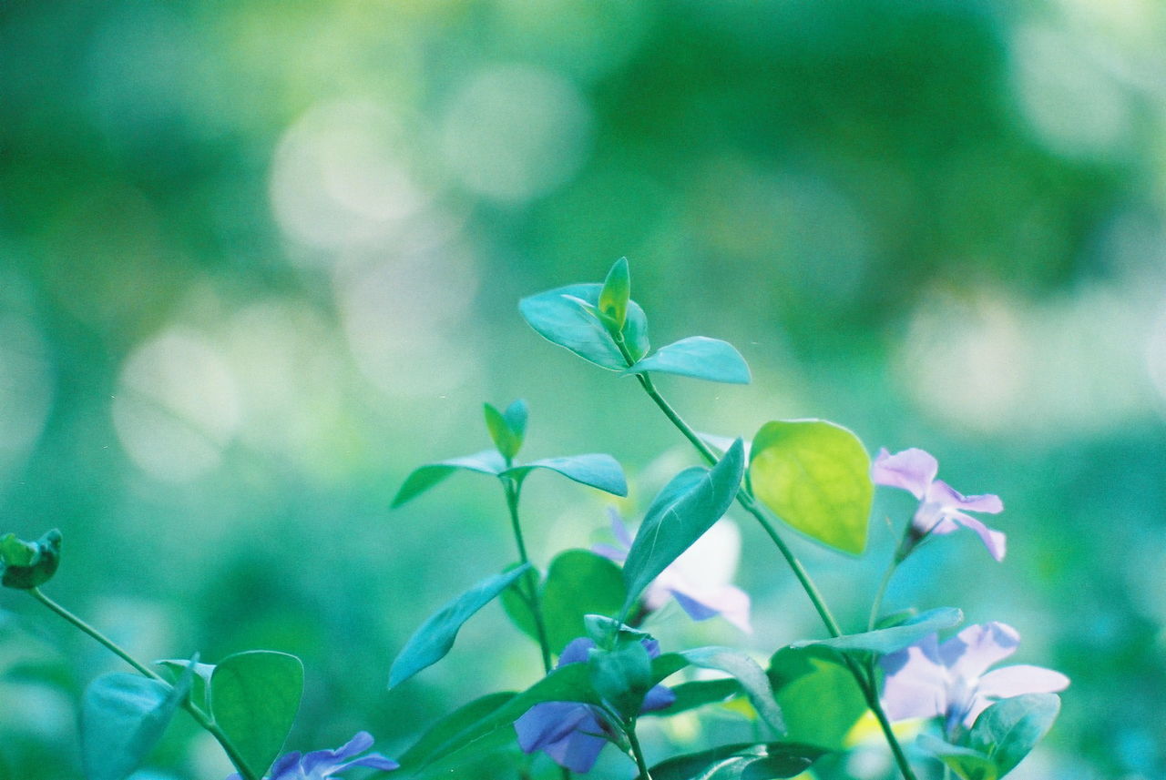 Close-up of leaves growing outdoors