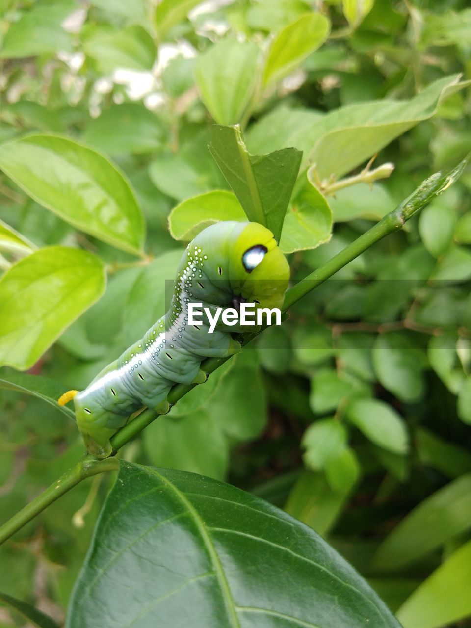 Close-up of insect on leaf