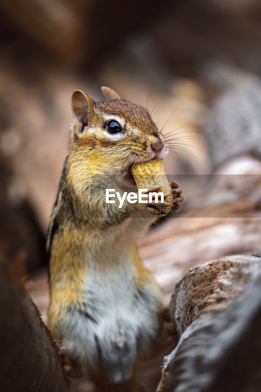 Close-up of squirrel