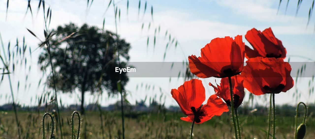 plant, flower, red, beauty in nature, nature, flowering plant, poppy, sky, freshness, petal, growth, inflorescence, flower head, field, cloud, landscape, land, no people, environment, focus on foreground, close-up, outdoors, grass, fragility, day, tree, tranquility, leaf, rural scene, scenics - nature, sunlight