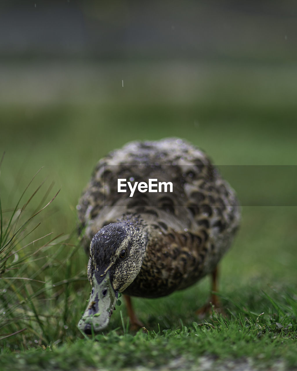 CLOSE-UP OF A DUCK IN THE FIELD