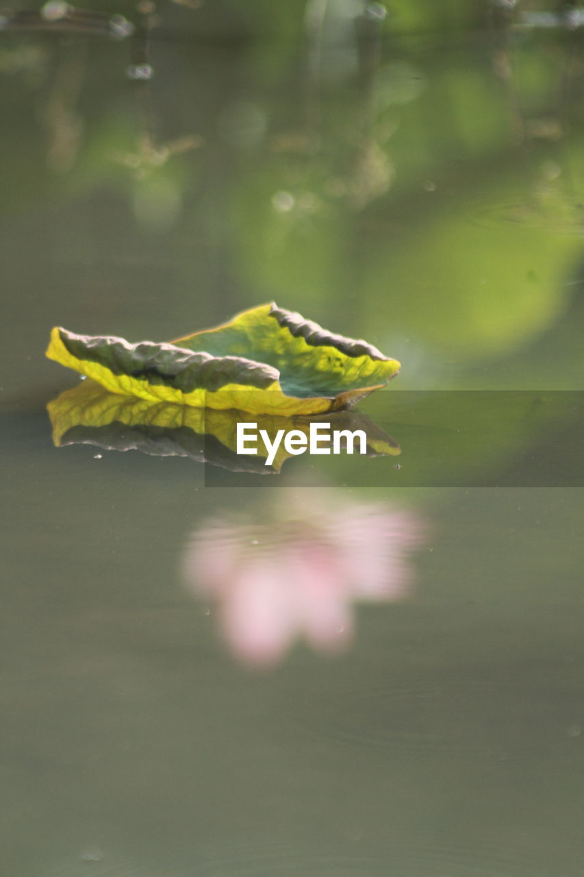 green, yellow, nature, macro photography, leaf, close-up, plant, flower, no people, plant part, animal, selective focus, animal themes, animal wildlife, day, beauty in nature, branch, outdoors, sunlight, water, wildlife, one animal, focus on foreground, plant stem, fragility, growth