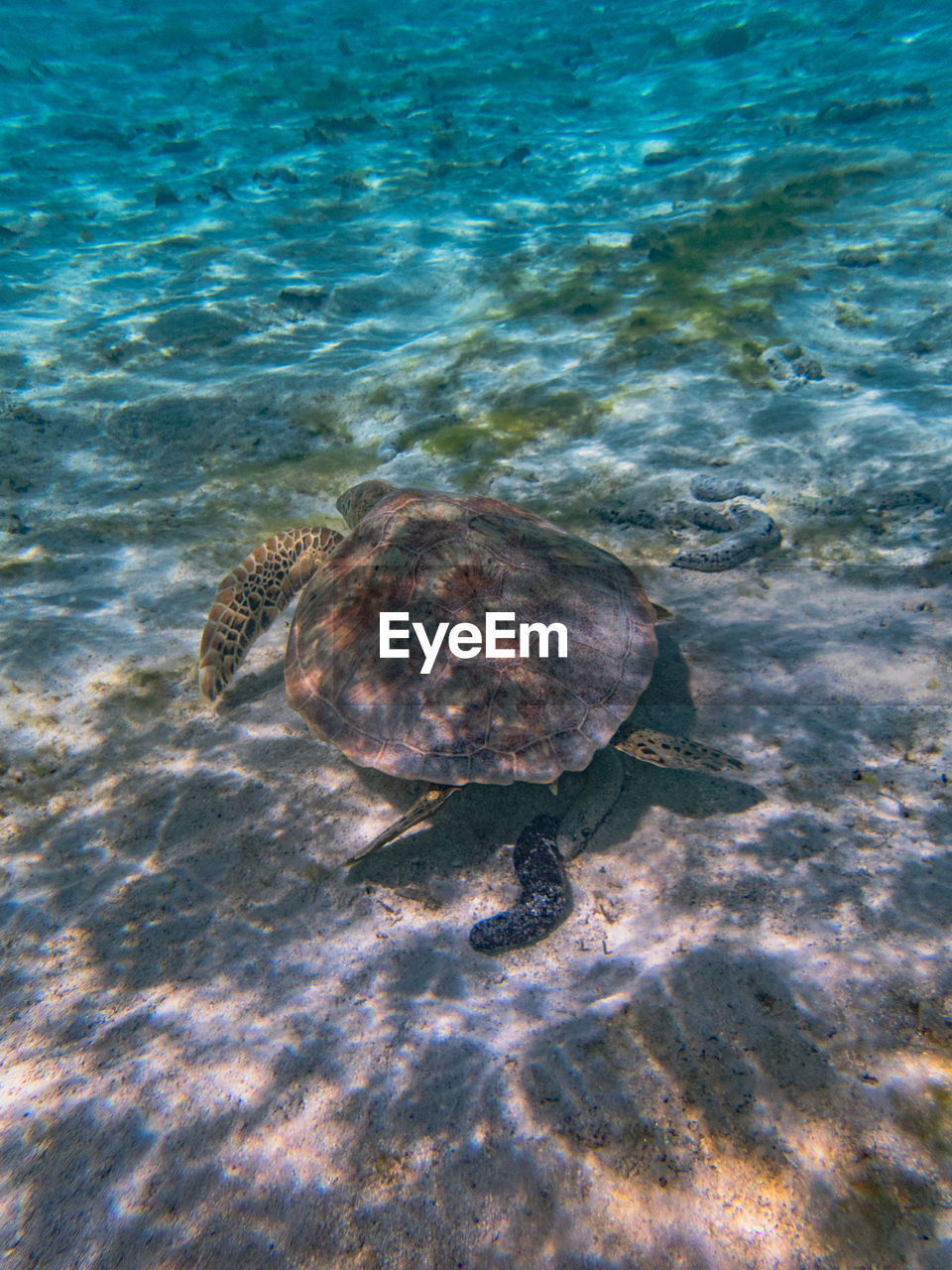 turtle, water, animal wildlife, sea, animal, sea turtle, animal themes, wildlife, marine biology, reef, sea life, reptile, nature, one animal, loggerhead sea turtle, underwater, marine, no people, undersea, tortoise, ocean, shell, swimming, beauty in nature, animal shell, high angle view, day, outdoors, land, sunlight