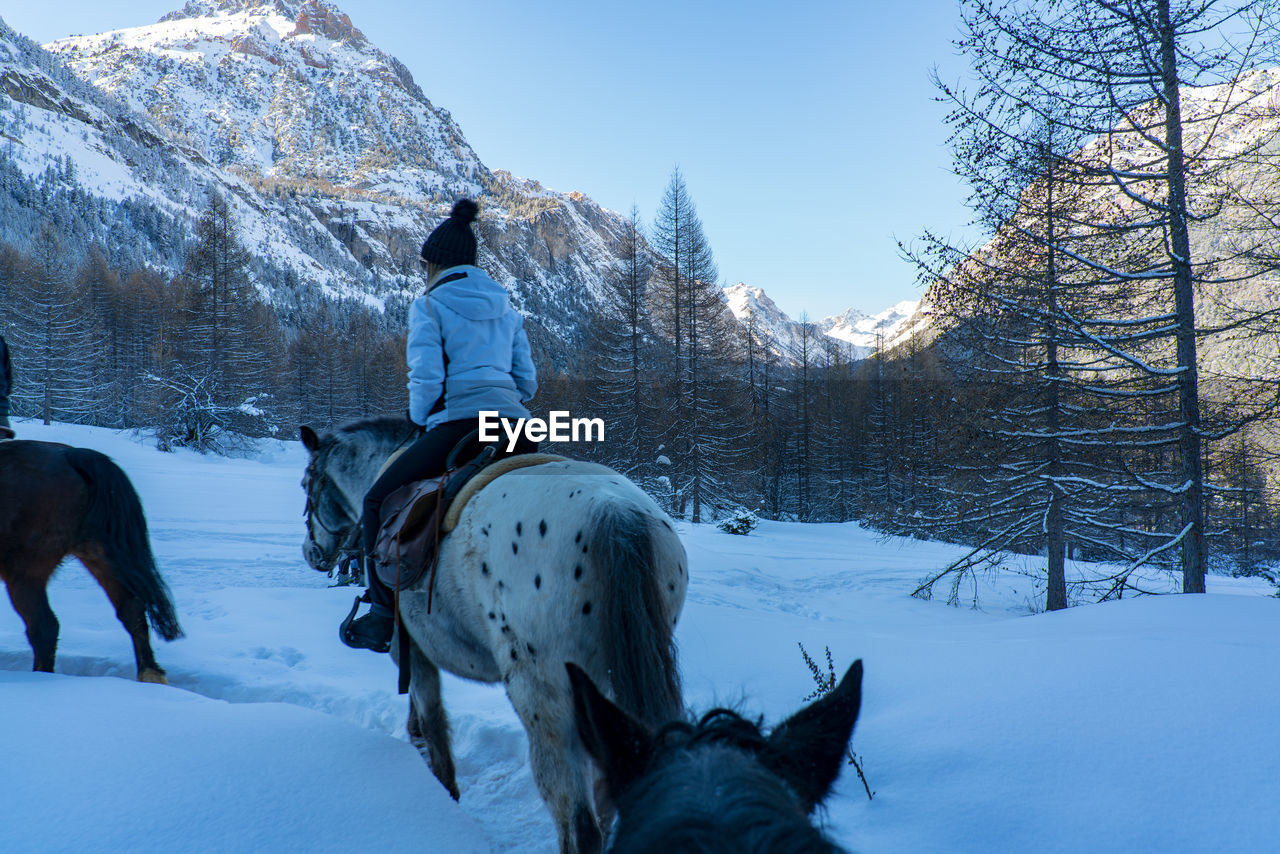 REAR VIEW OF HORSES ON SNOW COVERED FIELD