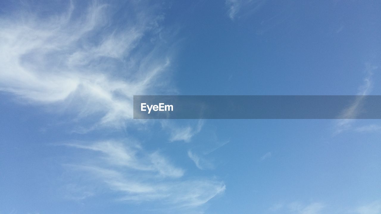 LOW ANGLE VIEW OF TREES AGAINST BLUE SKY