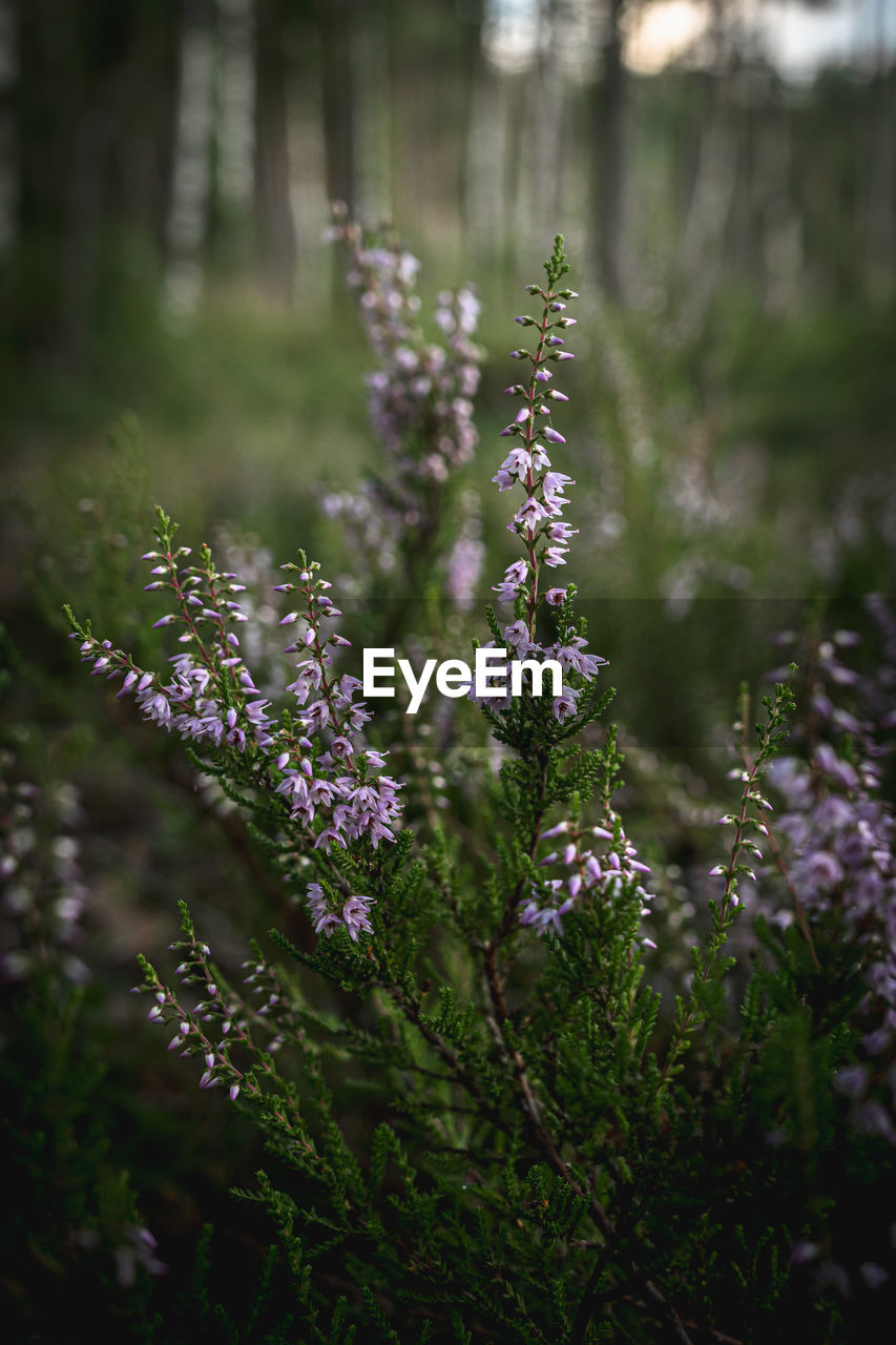 Blooming heather in the russian northern forest. domestic tourism and contemplation concept