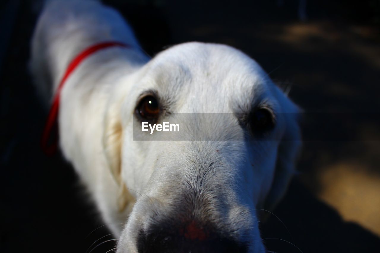 CLOSE-UP OF DOG LOOKING AWAY