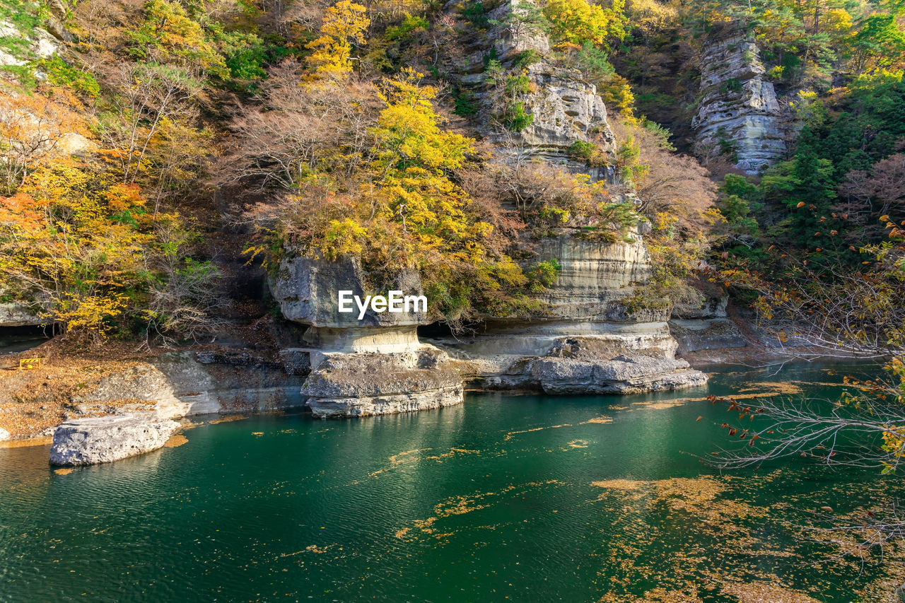 PLANTS GROWING ON ROCK