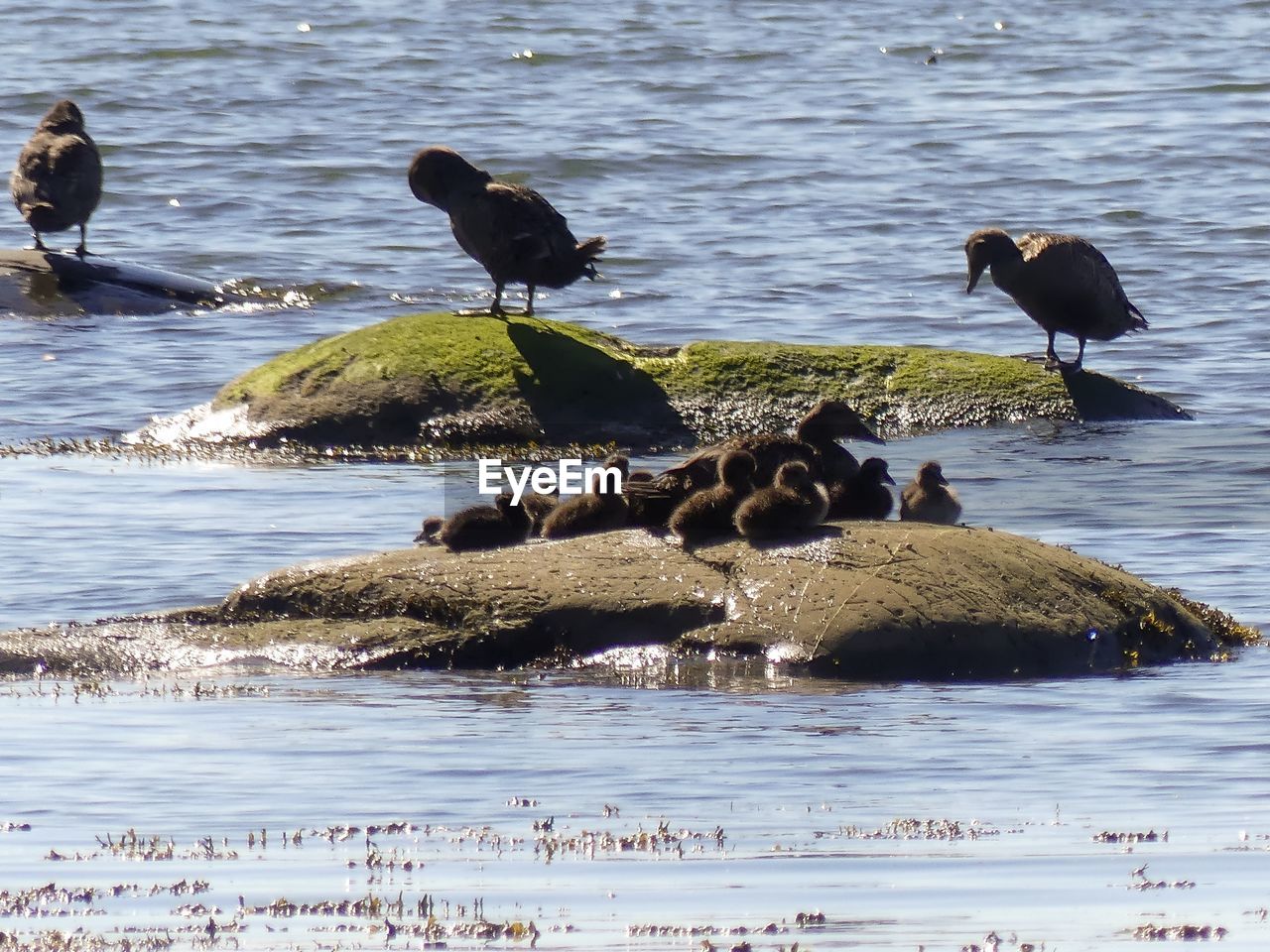 BIRDS ON THE LAKE