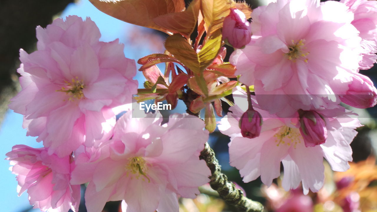 Close-up view of blooming tree