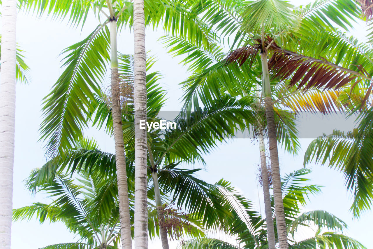 Beauty In Nature Day Green Green Color Growth Leaf Low Angle View Nature No People Outdoors Palm Tree Sky Tree