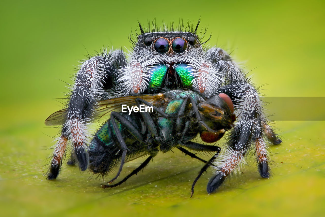 CLOSE-UP OF SPIDER IN THE ANIMAL