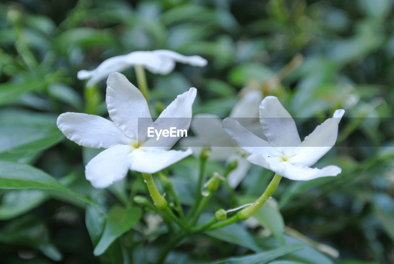 CLOSE-UP OF WHITE FLOWER