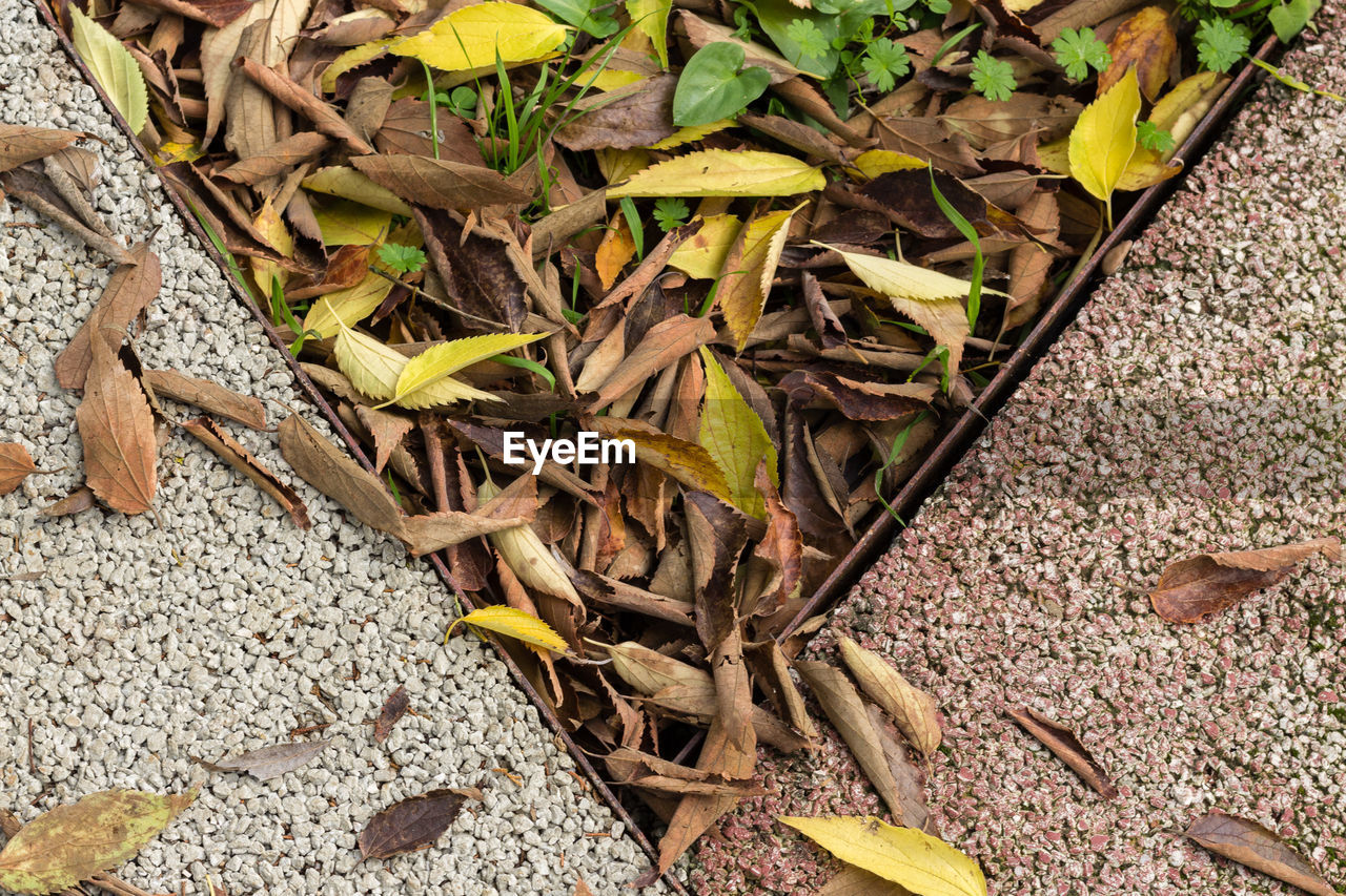 High angle view of yellow dry leaves