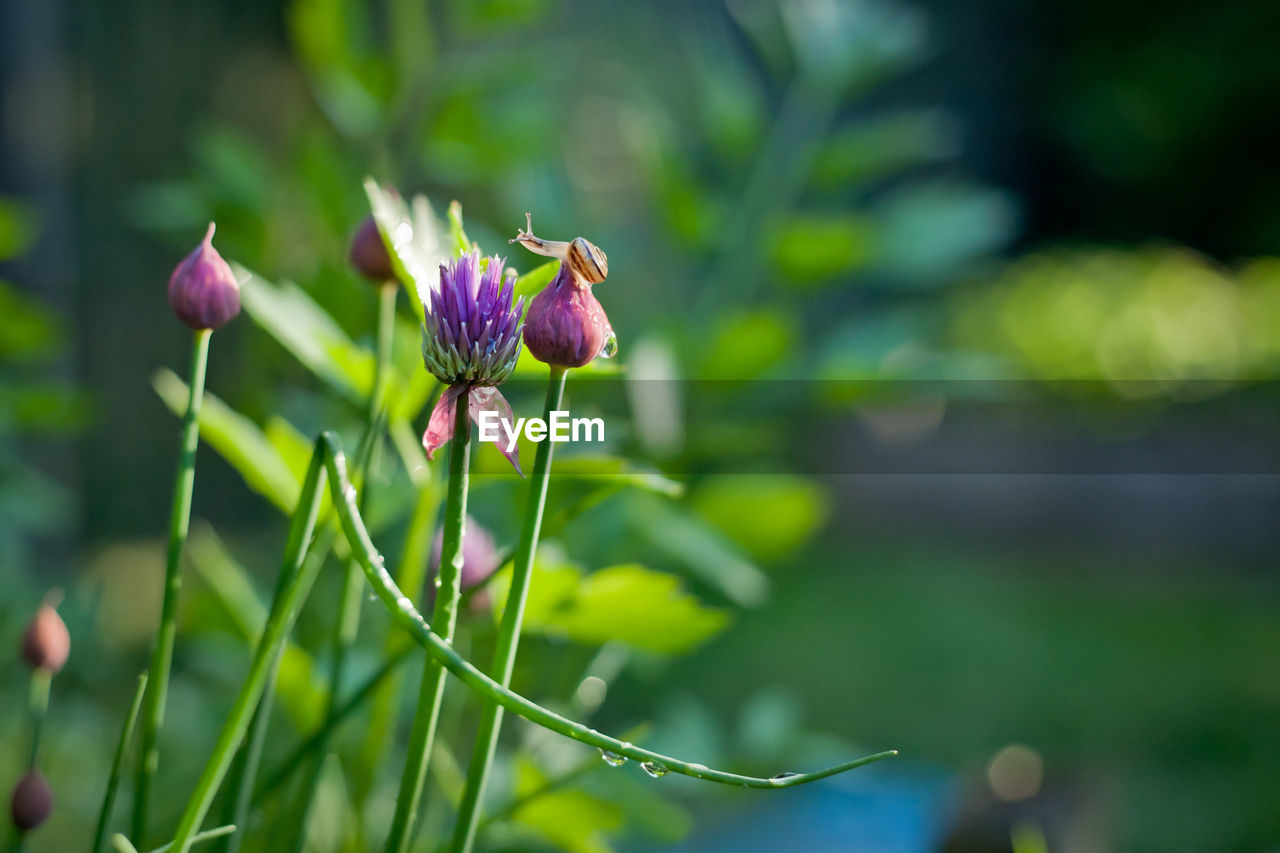 Little snail on chives flowers, golden hour  photo. 