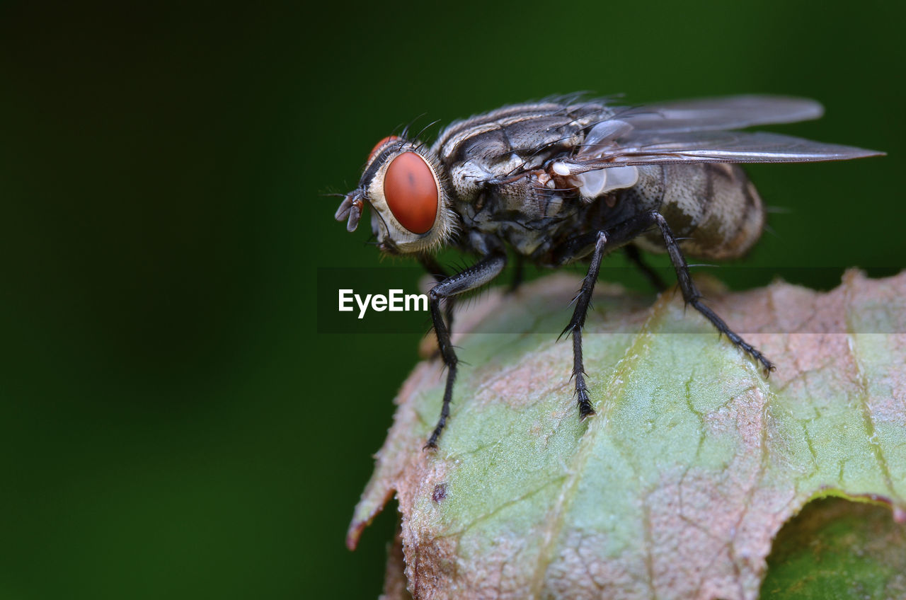 Close-up of insect on leaf