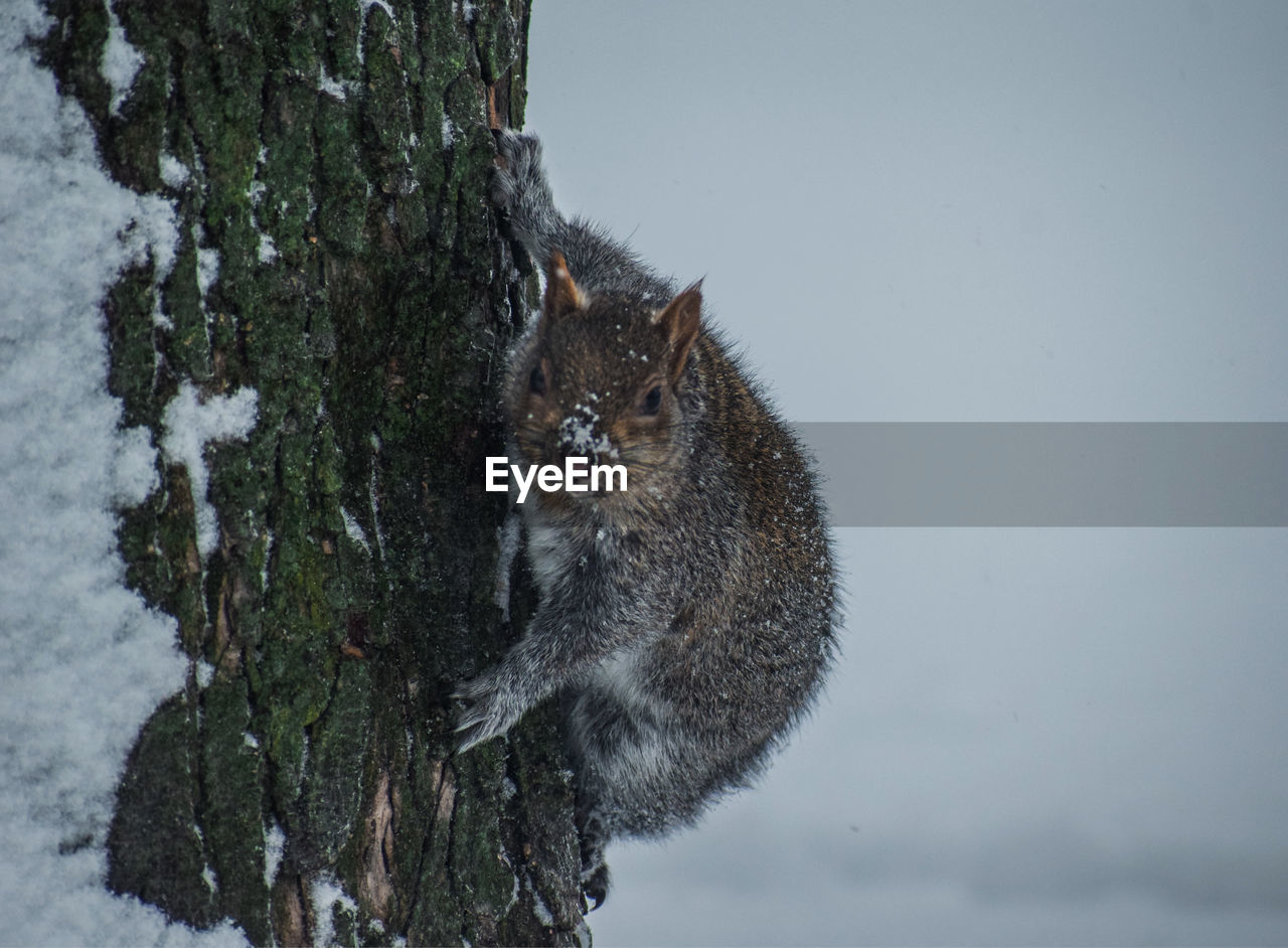 Squirrel on tree trunk during winter