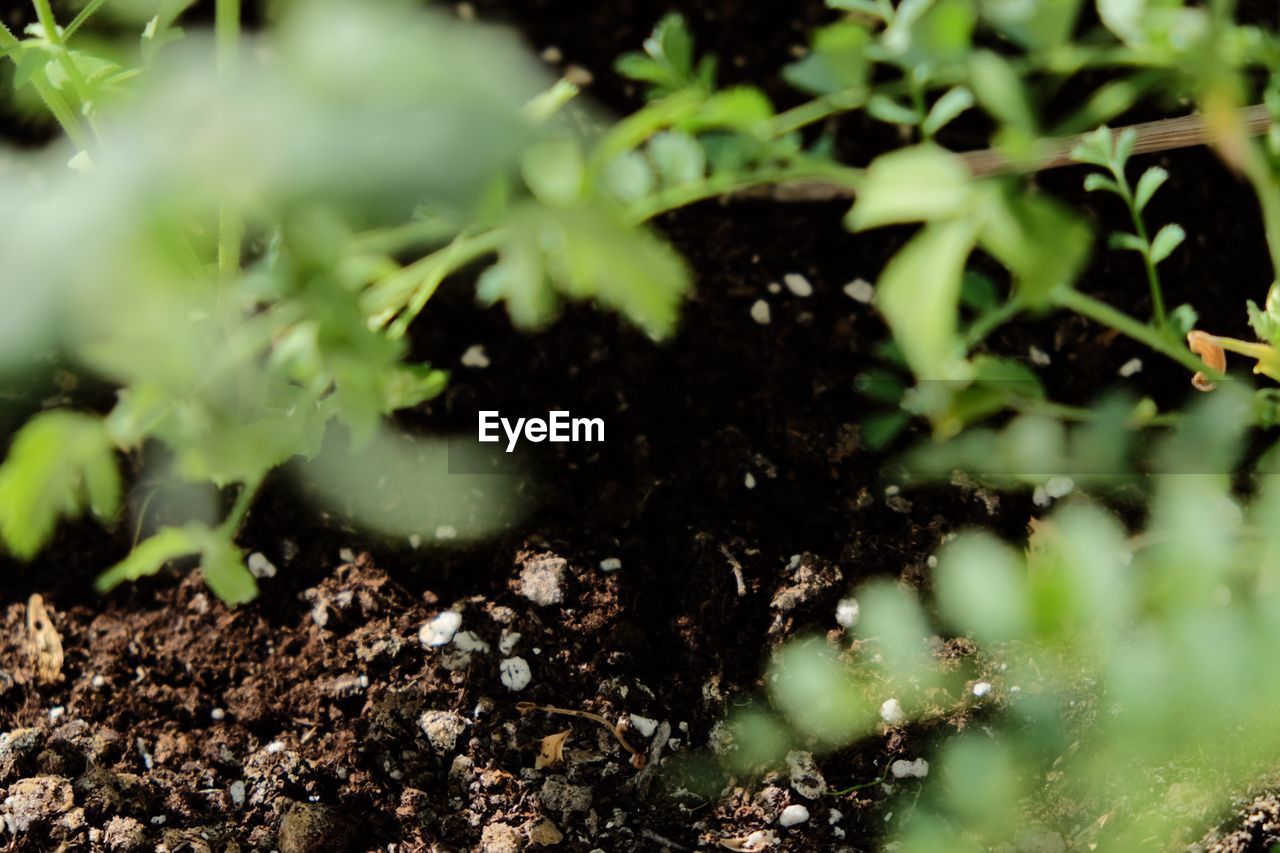 CLOSE-UP OF FRESH PLANTS