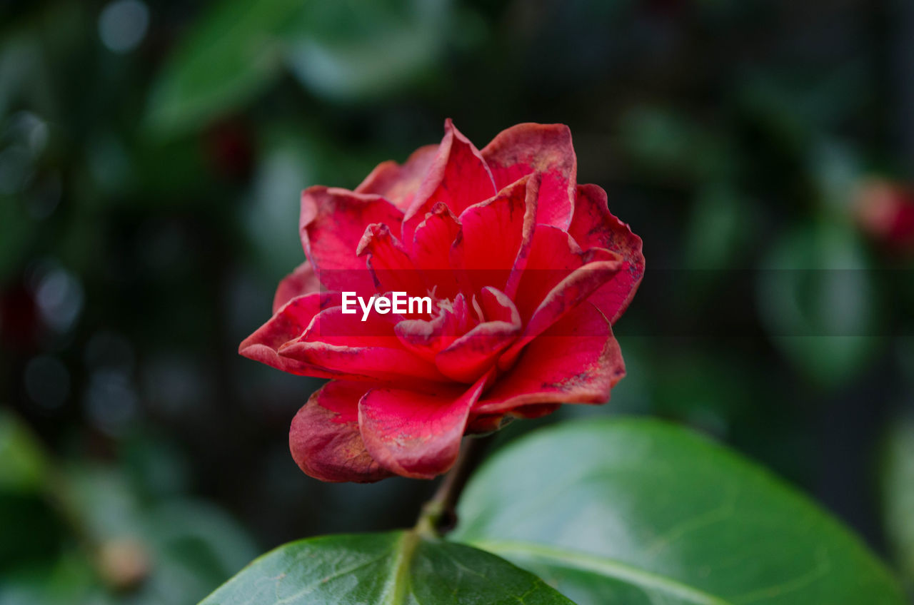 CLOSE UP OF RED ROSE