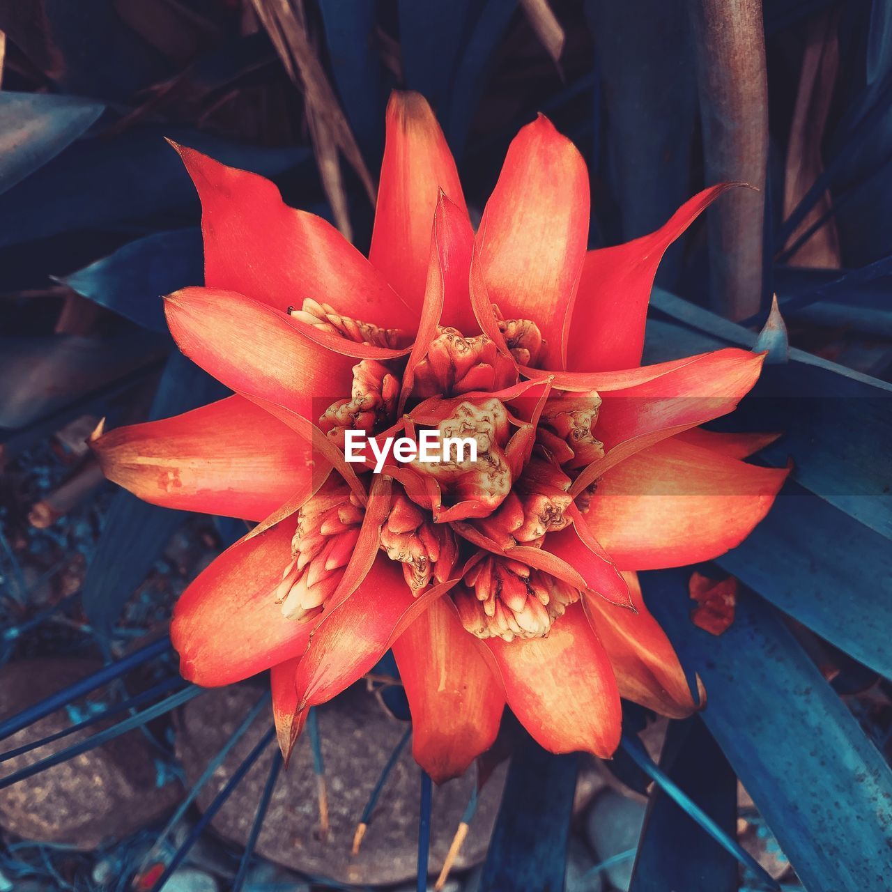 High angle view of red flowering plant