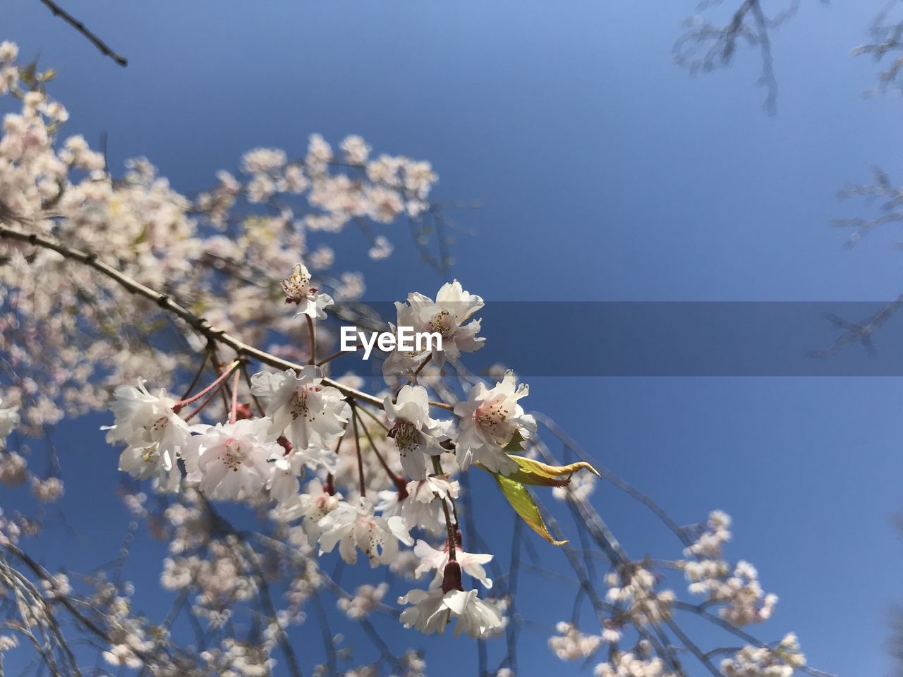 CHERRY BLOSSOMS IN SPRING