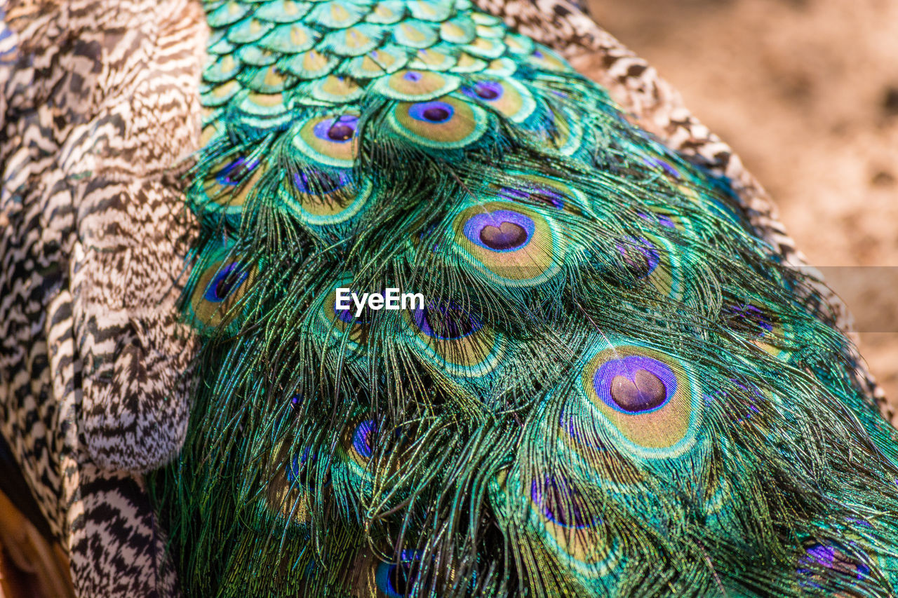 Close-up of peacock