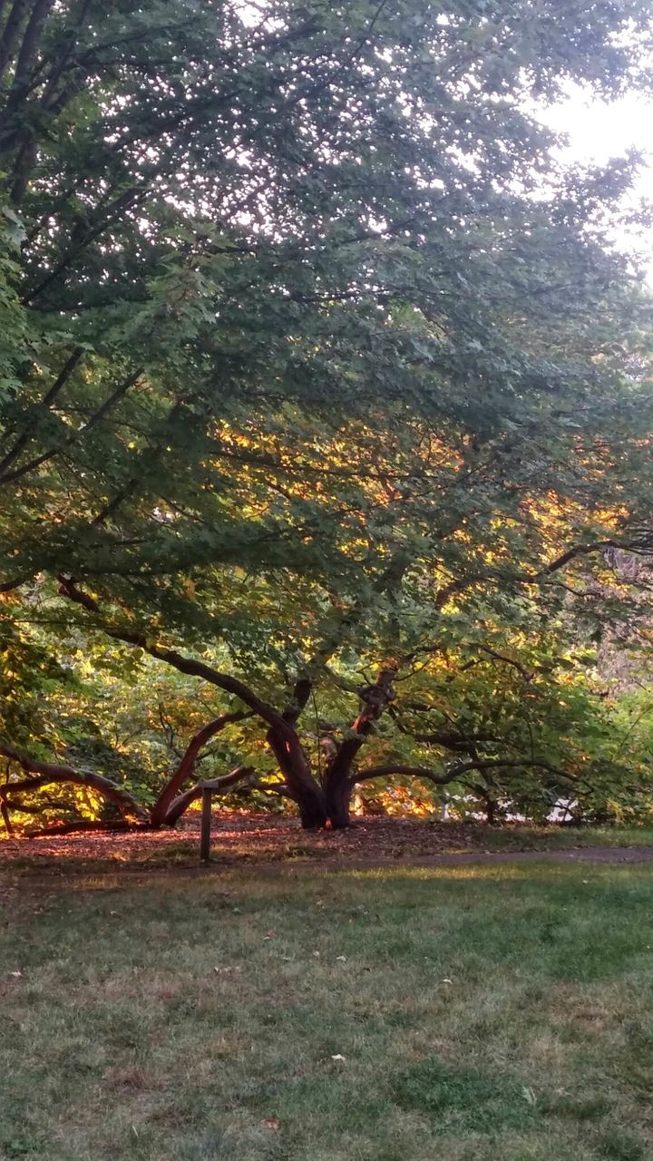 TREES ON LANDSCAPE