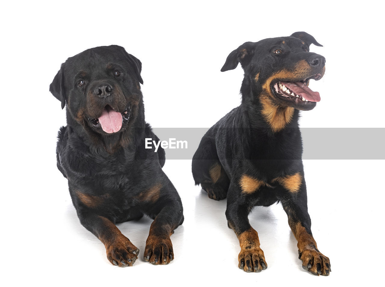 BLACK DOG SITTING ON WHITE BACKGROUND