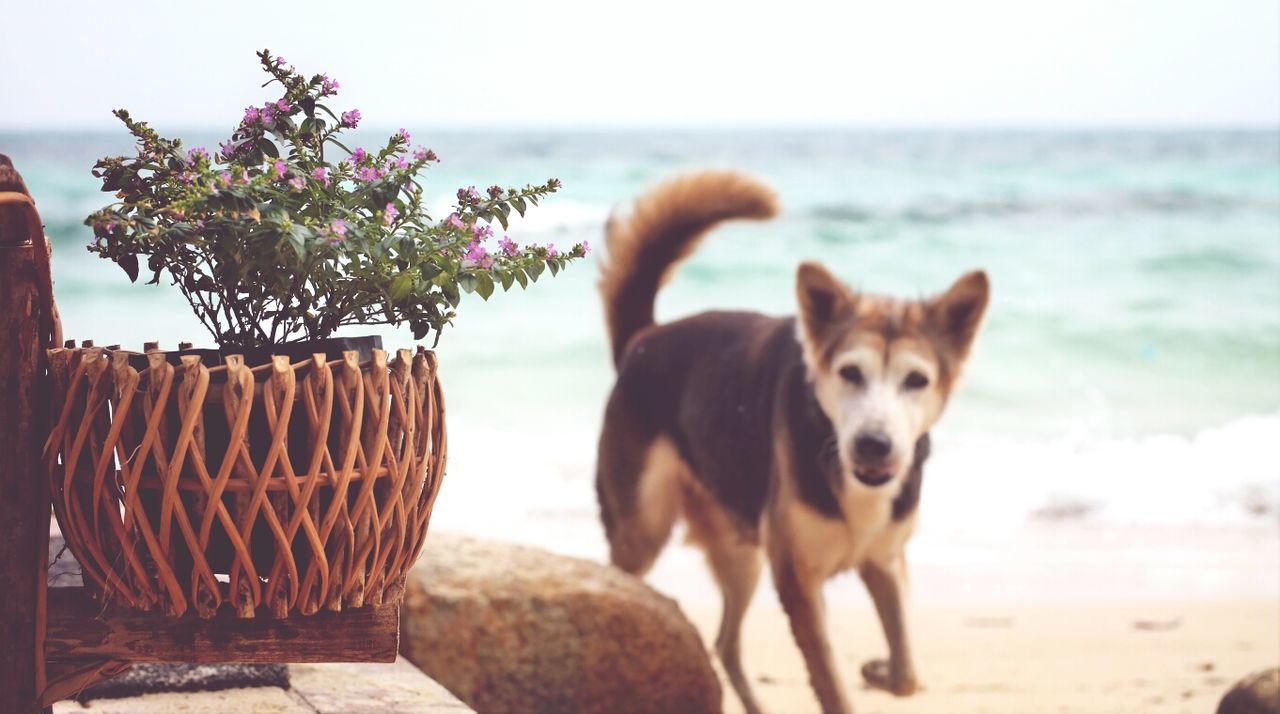 REAR VIEW OF DOG ON BEACH