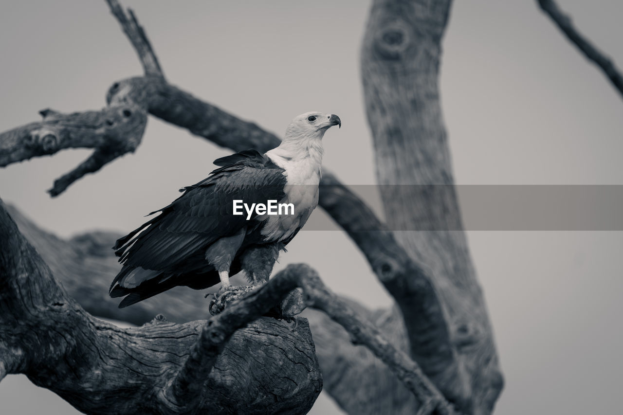 low angle view of bird perching on tree trunk