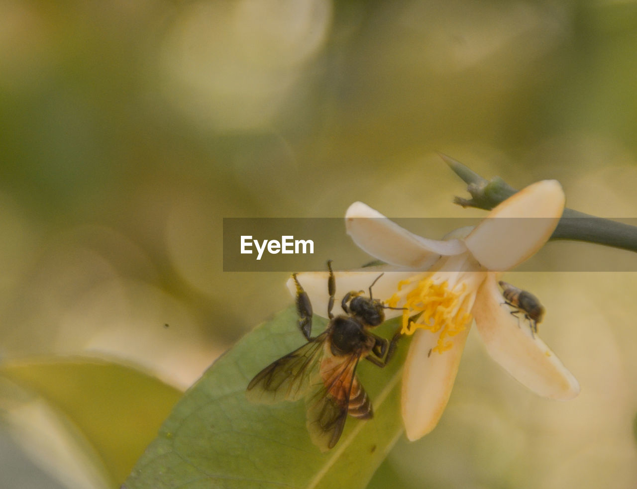 CLOSE-UP OF BEE POLLINATING ON YELLOW FLOWER