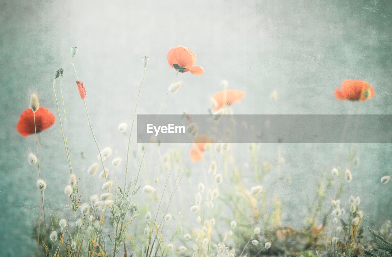 Close-up of red poppy flower on field