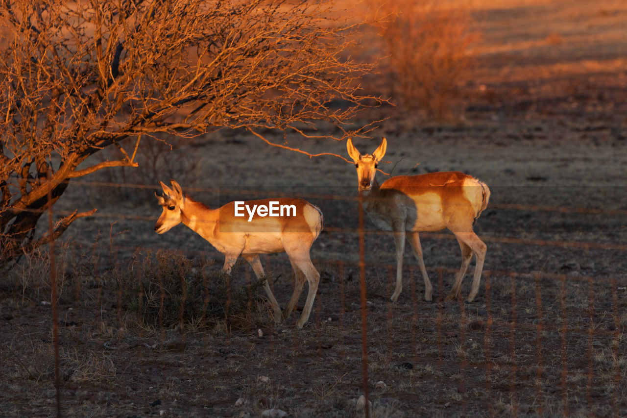 Pronghorn antelope in far west texas