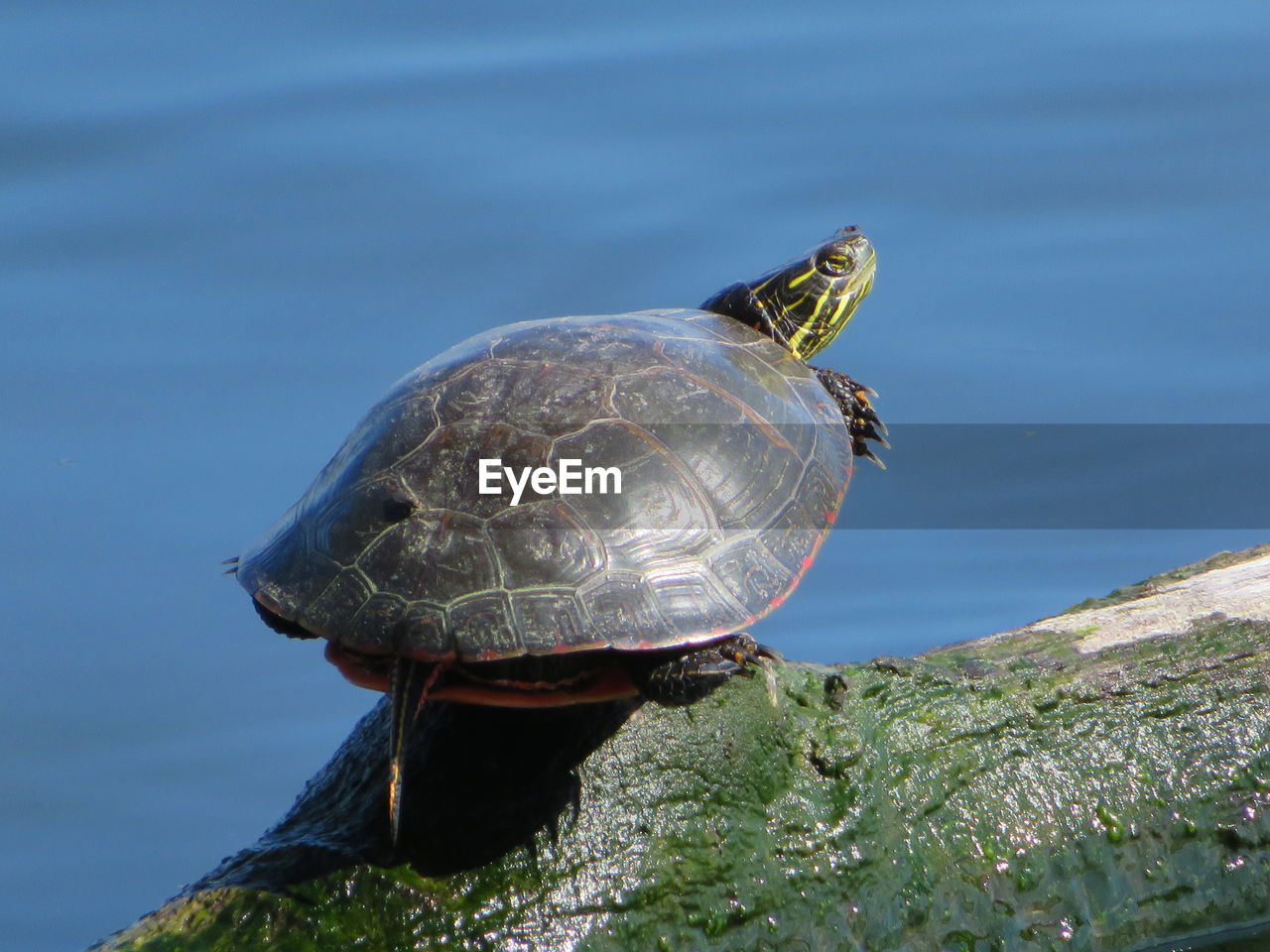 high angle view of turtle in water
