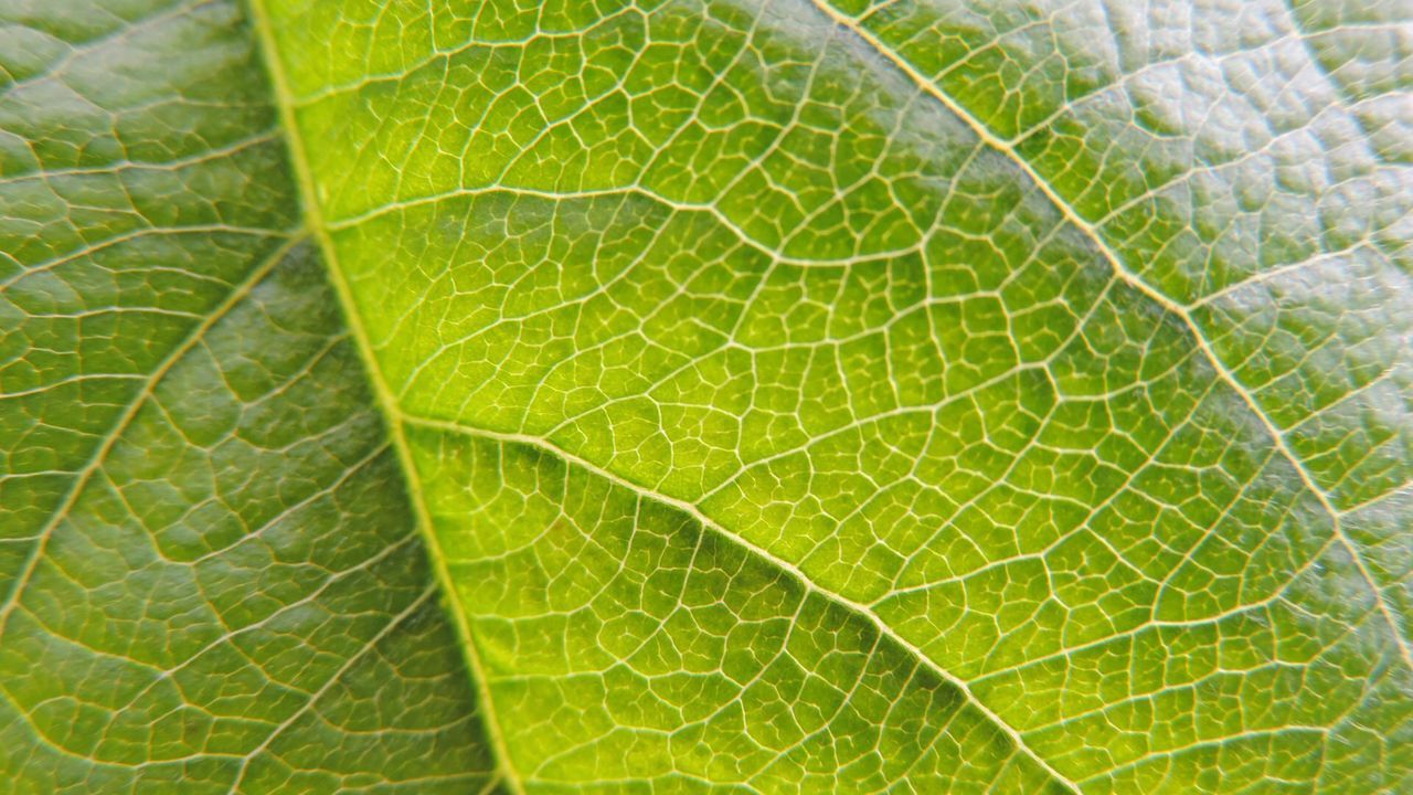 Macro shot of leaf