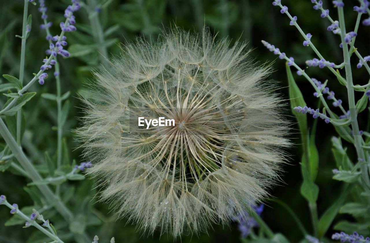 CLOSE-UP OF DANDELION AGAINST PURPLE FLOWERING PLANTS