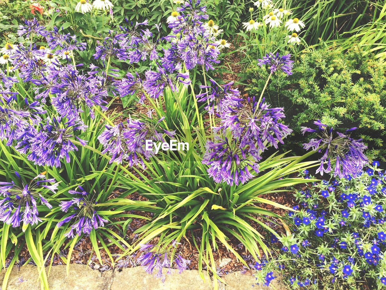 Close-up of purple flowers