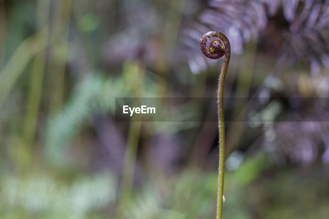 Unfurling silver fern frond. iconic new zealand koru