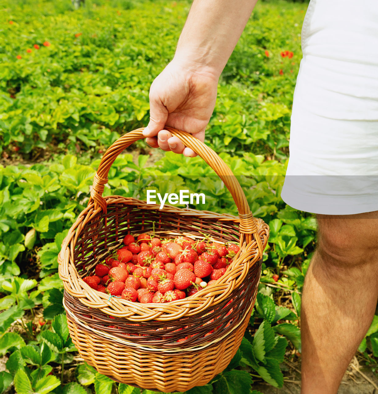 basket, food, food and drink, agriculture, healthy eating, harvesting, container, one person, freshness, adult, fruit, organic, plant, rural scene, growth, wellbeing, hand, produce, holding, field, crop, landscape, nature, vegetable, farmer, occupation, picking, abundance, farm, working, day, men, green, wicker, outdoors, gardening, land, picnic basket, vegetable garden, ripe, standing, grass, women, flower, summer, garden, lifestyles