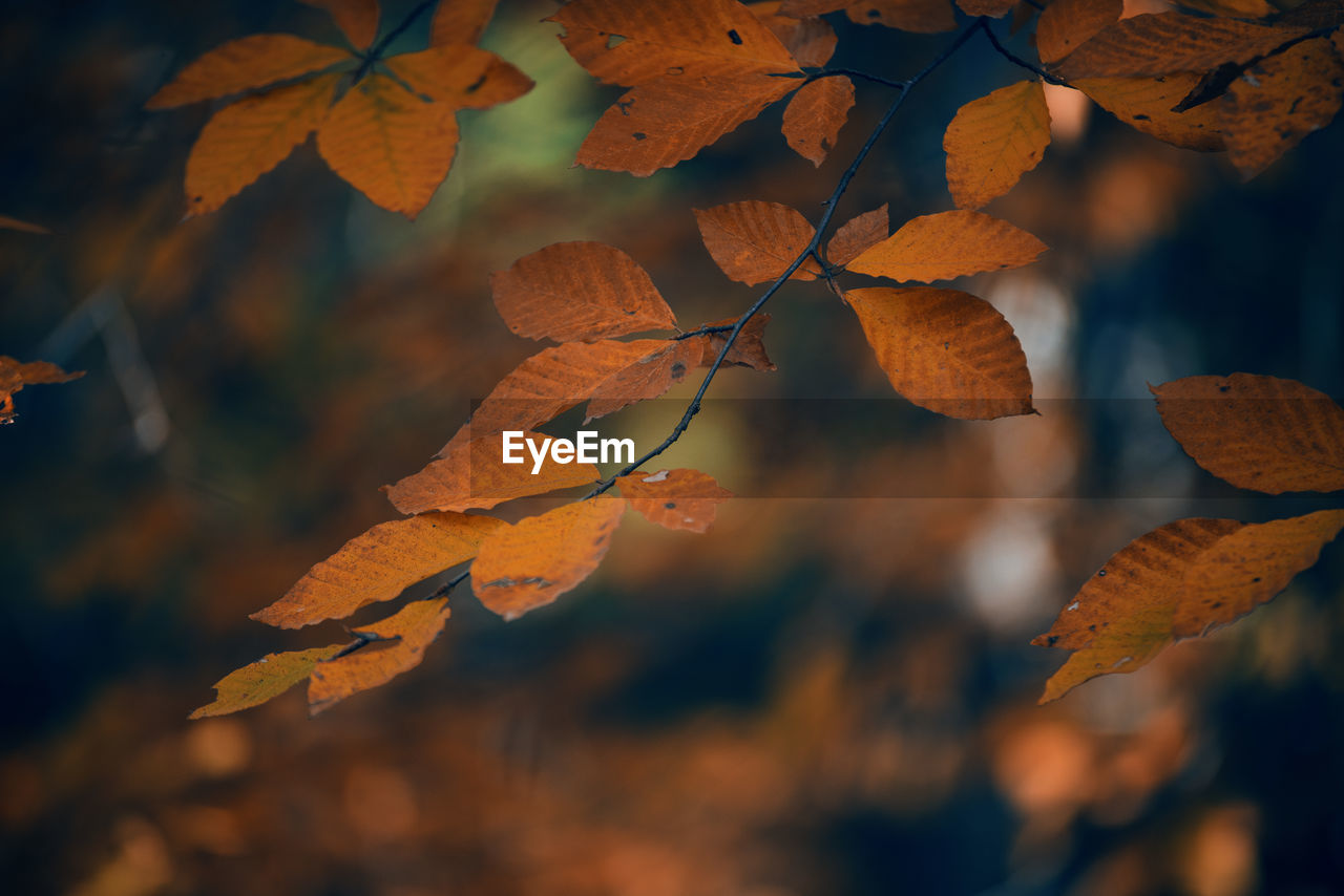 Close-up of maple leaves on branch