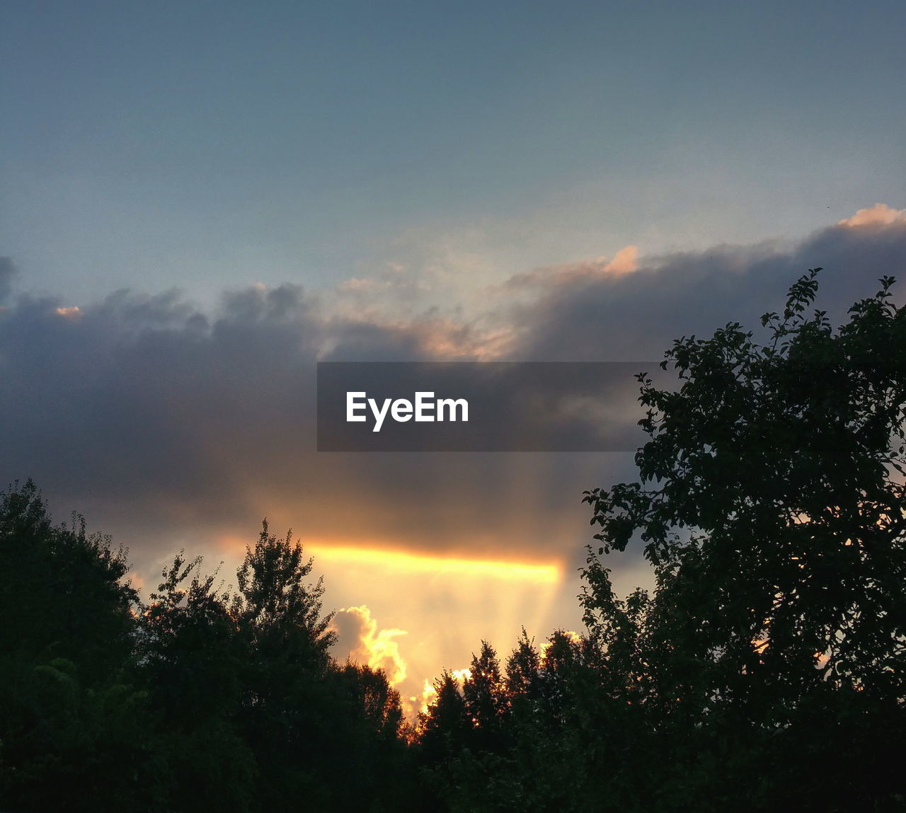 SILHOUETTE OF TREES AT SUNSET