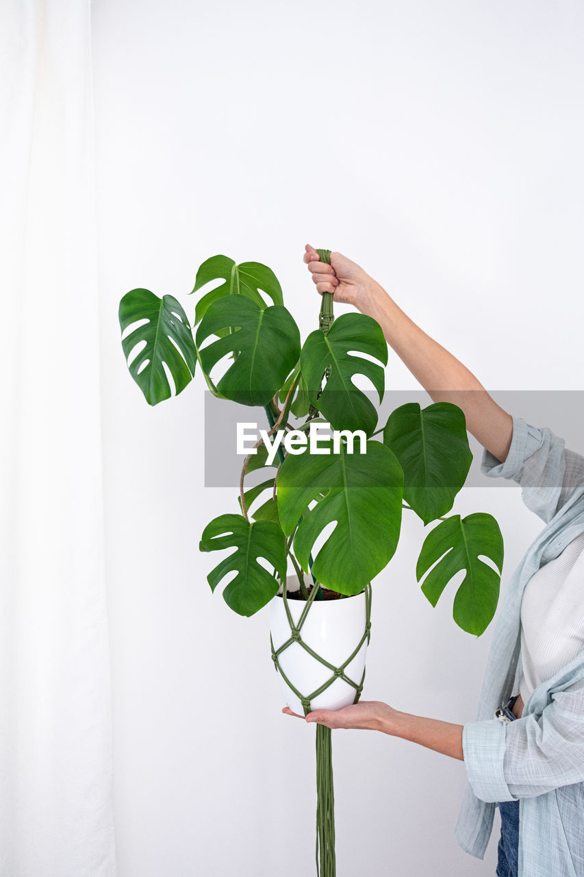 Handmade green macrame plant hangers with potted  are hanging on woman hand. pot and monstera plant